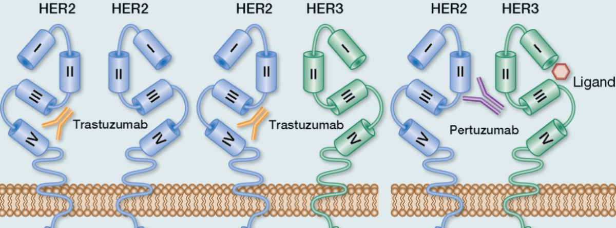 Trastuzumab și pertuzumab sunt blocanți ai receptorilor HER-2.