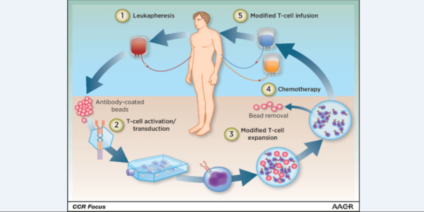 Mecanismul de dezvoltare al terapiei genice celulare