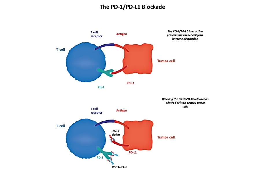 mecanism imunoterapie inhibare PD-1, PD-L1