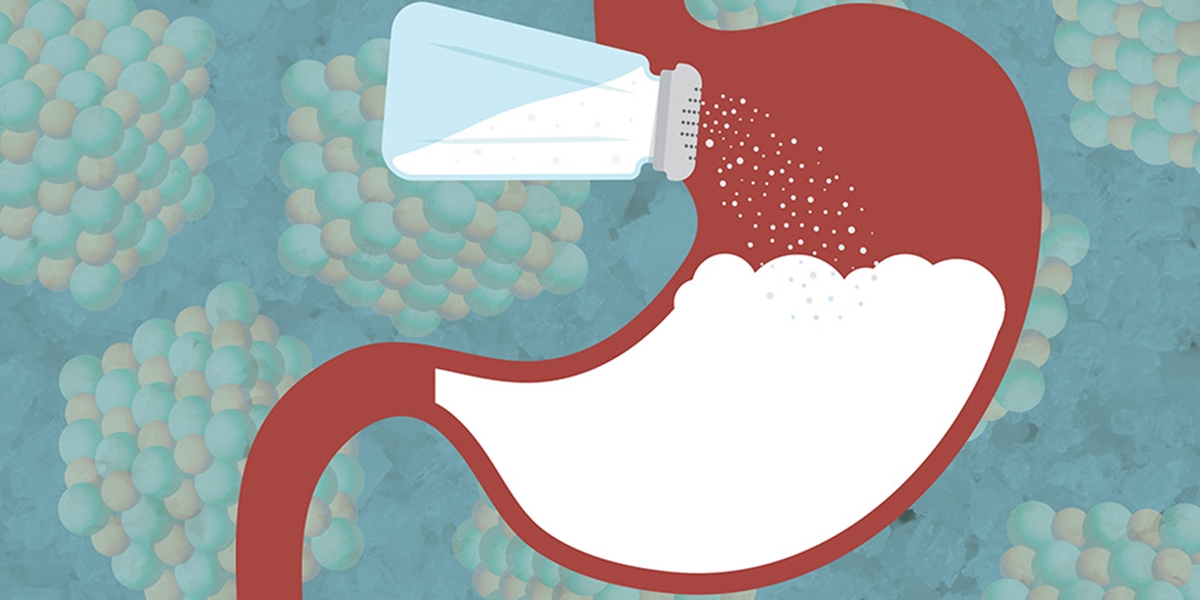 Bacteriile din intestin ar putea media efectele hipertensive ale aportului excesiv de sare. © Chelsea Turner/MIT