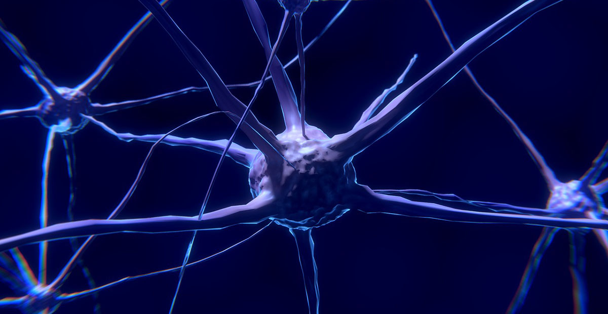 Neuron sistem nervos creier