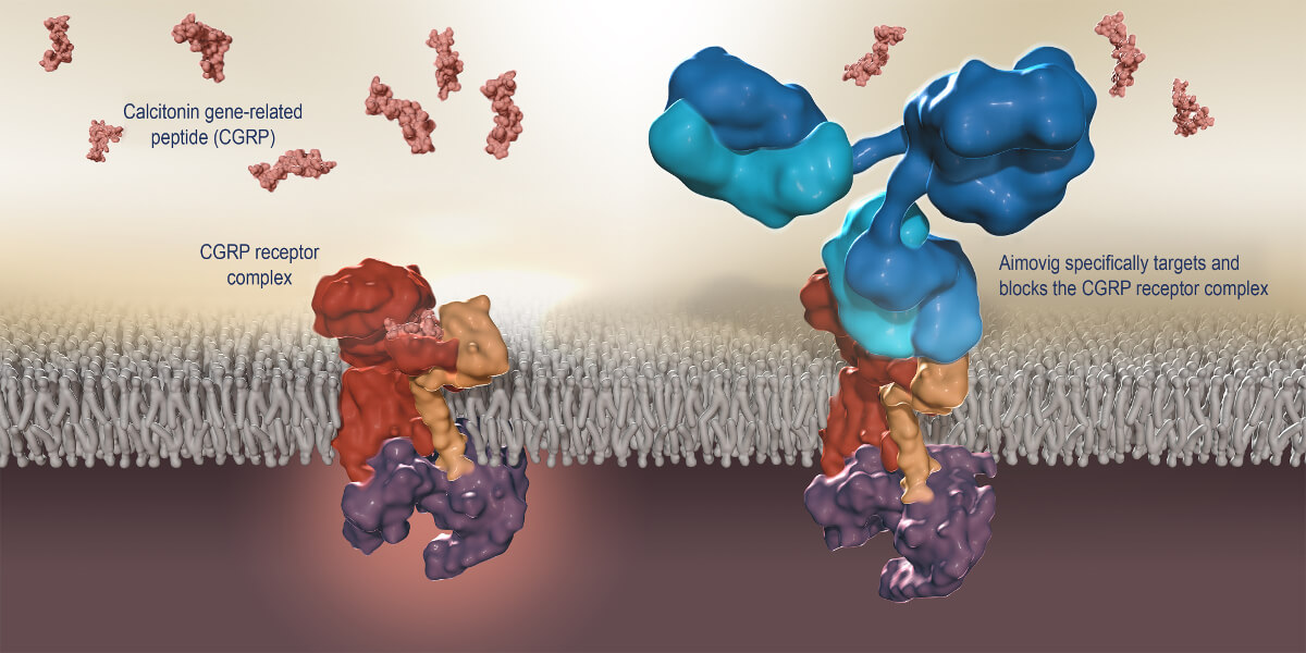 Erenumab inhibă neuropeptidul CGRP prin legare de receptorul său 