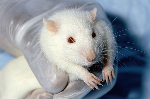 wistar-rat-sobolan-laborator