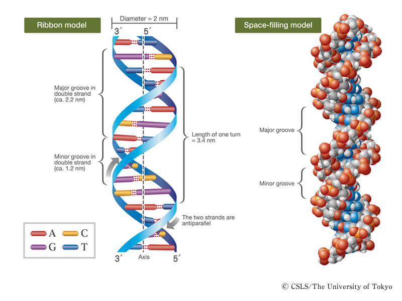 global Gunpowder button Ziua mondială a ADN-ului: Cum a schimbat lumea descoperirea structurii  ADN-ului?
