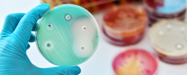 Efectul bactericid al antibioticelor testate prin distrugerea tulpinilor inoculate pe placa Petri.