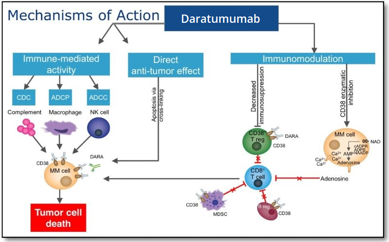 Mecanismul multiplu de acțiune al daratumumab