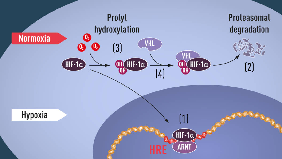 Mecanismul interacțiunii HIF - VHL
