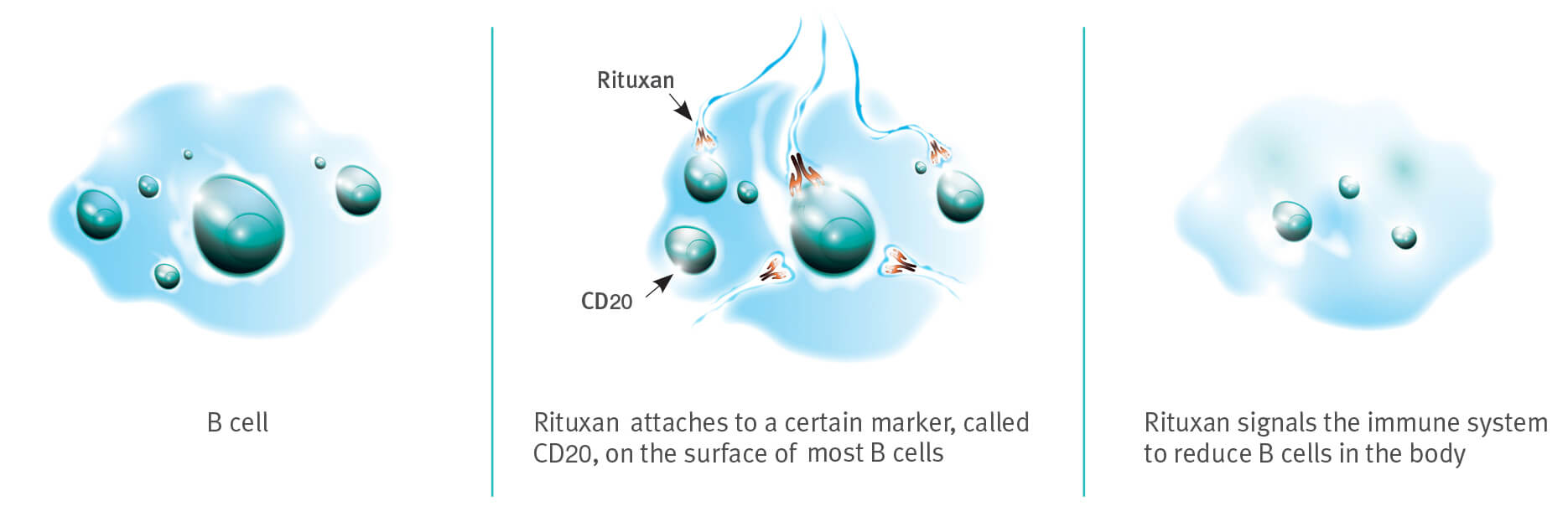 Rituximab reduce numărul limfocitelor B prin țintirea celor care prezintă markerul specific de suprafață, CD20. Prin scăderea numărului de celule B, este redusă producția de anticorpi ANCA