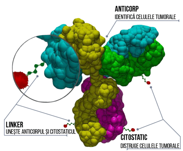 anticorp monoclonal conjugat structura 3d