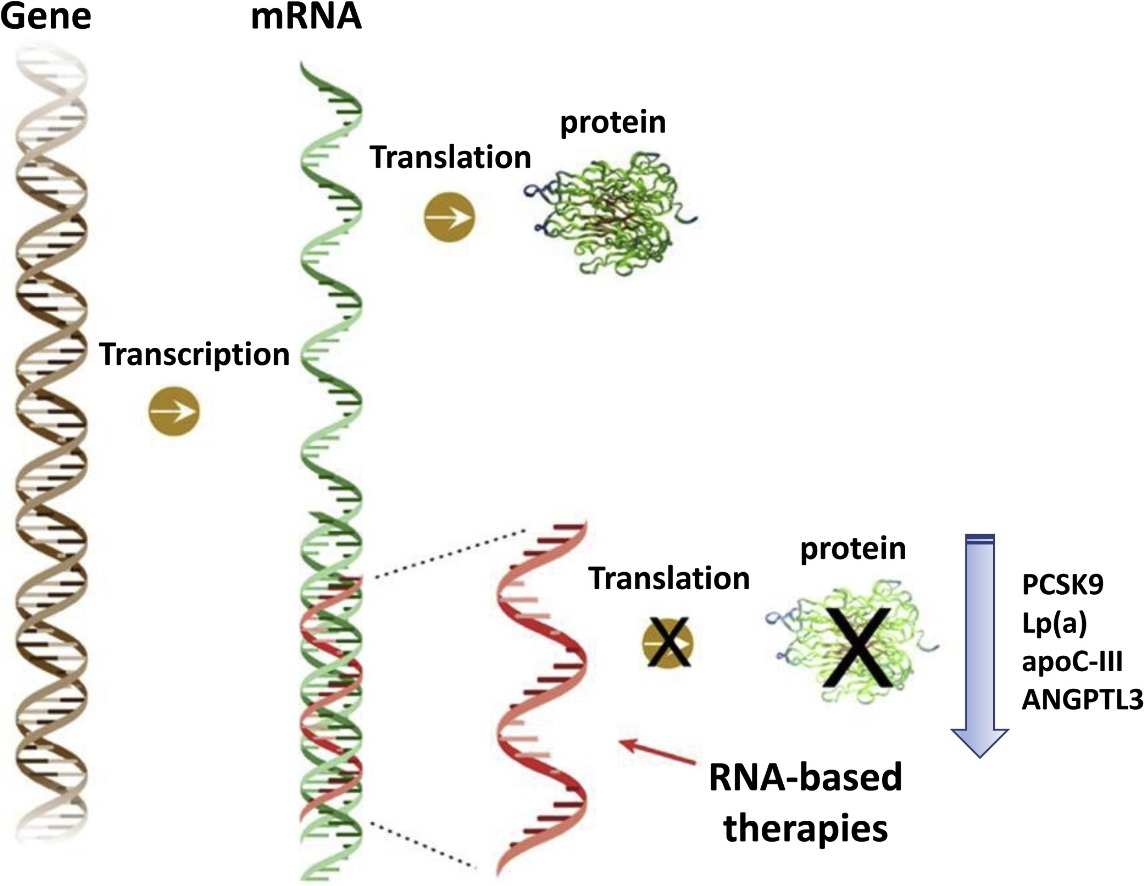 Blocarea translației în cadrul expresiei genice prin oligonucleotide antisens