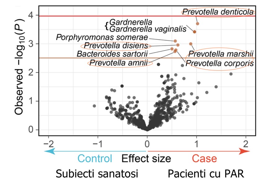 grafic distributie frecvente specii bacteriene intestinale prevotella