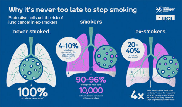 infografic studiu mutații adn foști fumători