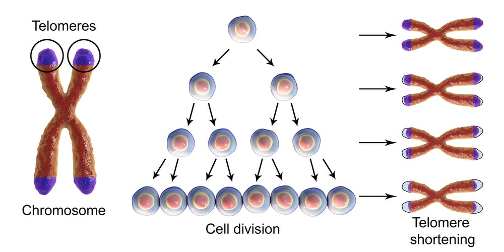 Scurtarea telomerelor în cursul diviziunii celulare