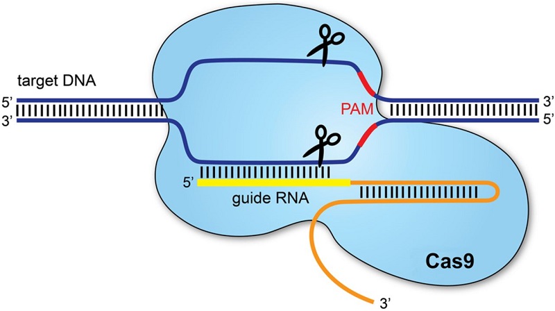 Sistemul CRISPR/Cas9 editare genomică