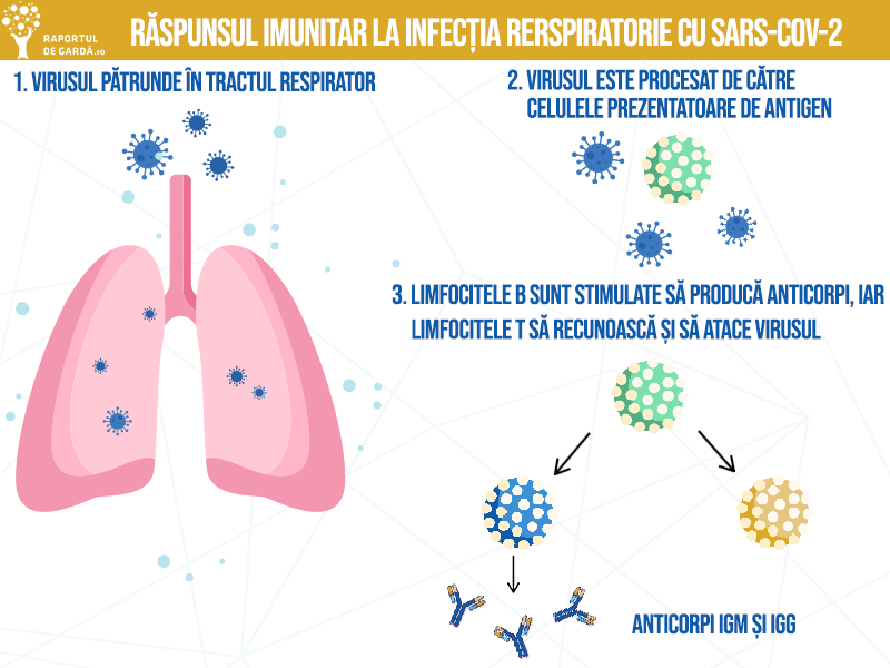 procesul prin care răspunsul imunitar ajută organismul să răspundă la virusul SARS-CoV-2