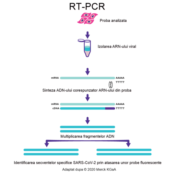 procedura identificare ARN SARS-CoV-2 în probele biologice umane