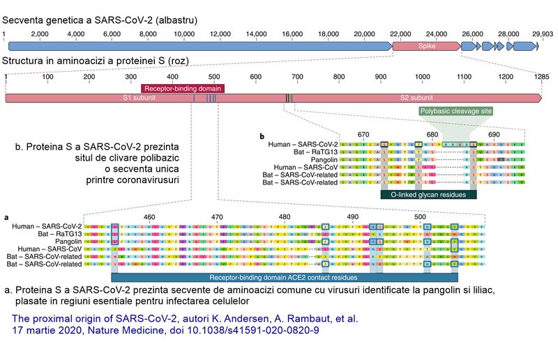 Structura în aminoacizi a proteinei S virale și comparația acesteia cu proteinele omoloage din alte coronaviridae