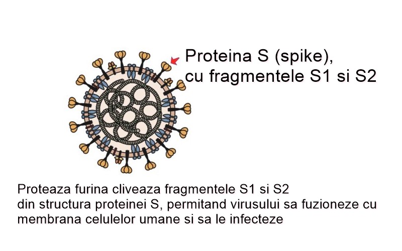 proteina S spike coronavirus SARS-CoV-2 clivare furină