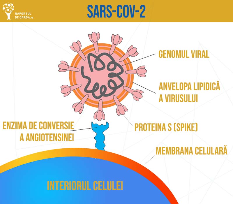 structura virusului SARS-CoV-2 și interacțiunea cu celulele organismului uman, prin intermediul receptorului ACE2
