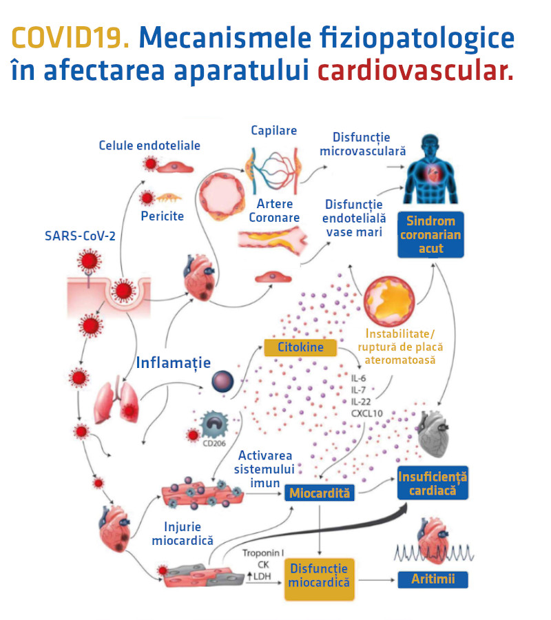 Fiziopatologia aparat cardiovascular COVID19