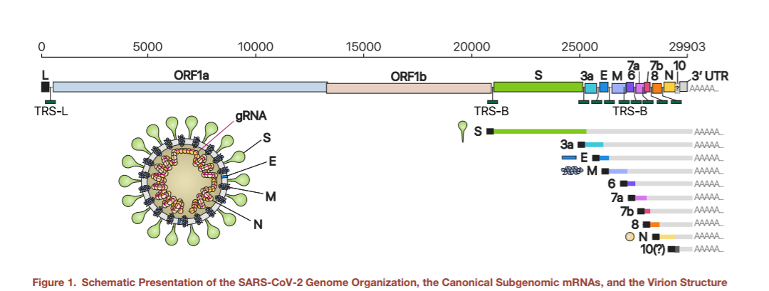 Reprezentarea grafică a ARN-ului subgenomic pentru SARS-CoV-2