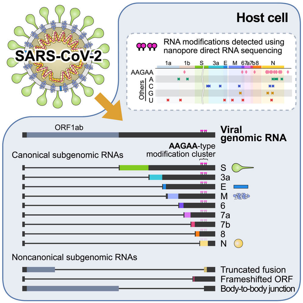 Harta subgenomică SARS-CoV-2