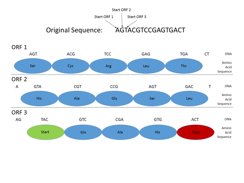 Schema cadrelor de citire a codului genetic