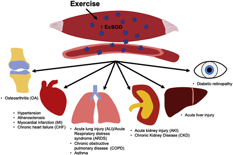 Organe și patologii asociate cu scădere EcSOD.