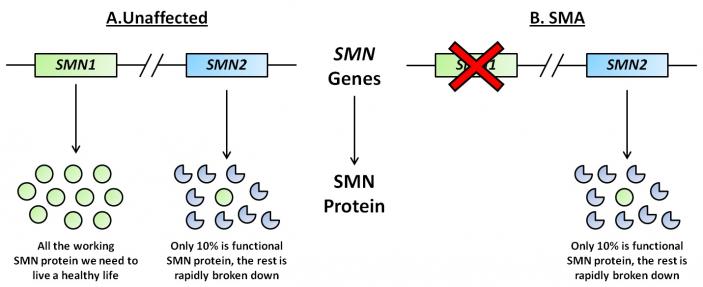 Gene implicate în AMS
