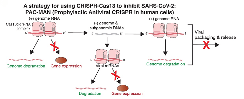 strategie PAC-MAN inhiba SARS-CoV-2