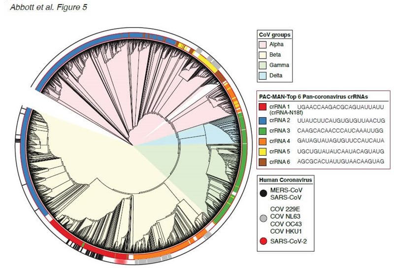 arbore filogenetic diagrama genomuri coronavirusuri umane