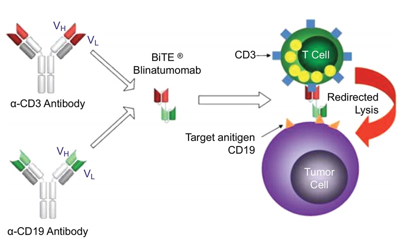 mecanism anticorpi bispecifici cancer blinatumomab CD19 CD3