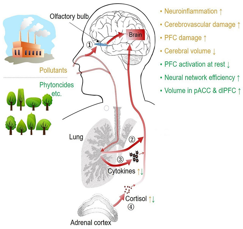 Poluare aer neuroinflamatie creier 