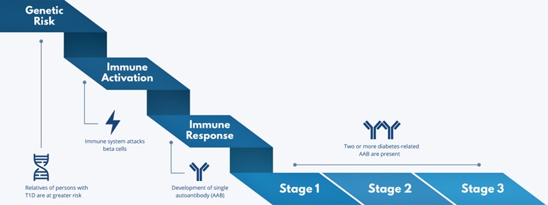 etape apariție diabet zaharat tip 1 risc genetic activare imunitară stadii anticorpi hiperglicemie simptome