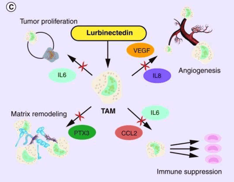 Mecanism acțiune lurbinectedin inhibă angiogeneză, induce apoptoză.