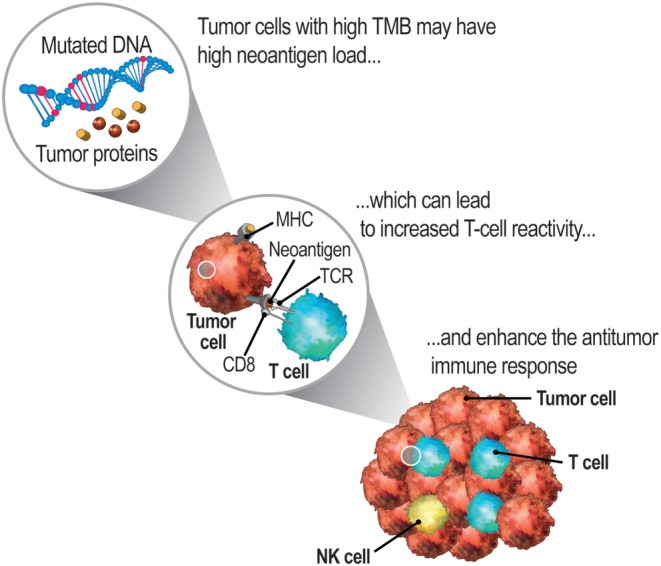 TMB-H incarcatura mutationala tumorala inalta