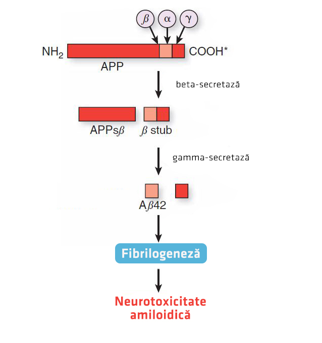 Mecanism de formare a amiloidului boala Alzheimer