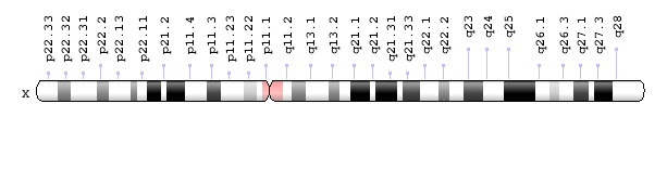 cromozomul X
