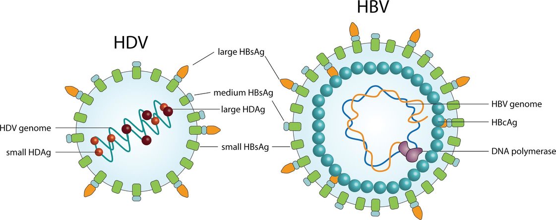 structura virusurilor hepatitice B si D