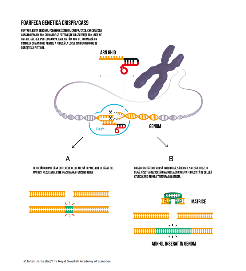 Foarfeca genetică CRISPR/Cas9