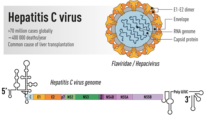 Structura și detalii asupra virusului hepatitic C. Premiul Nobel pentru Medicină sau Fiziologie 2020: Descoperirea virusului hepatitic C